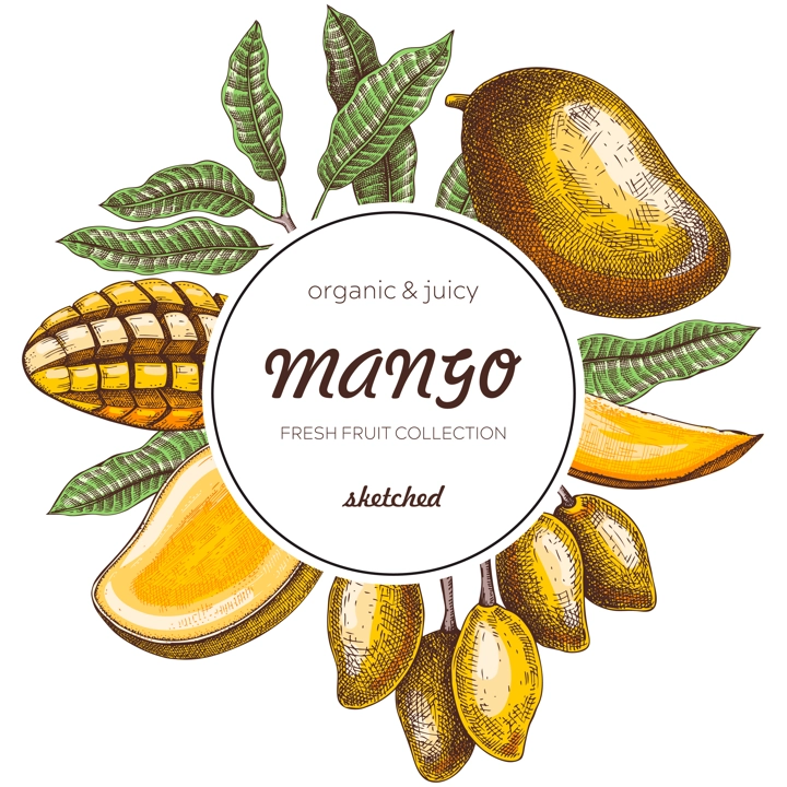 Tropical fruit banner in color. Summer background. Mango sketch, hand-drawn vector illustration. Juice packaging, invitation card template, print design. NOT AI generated